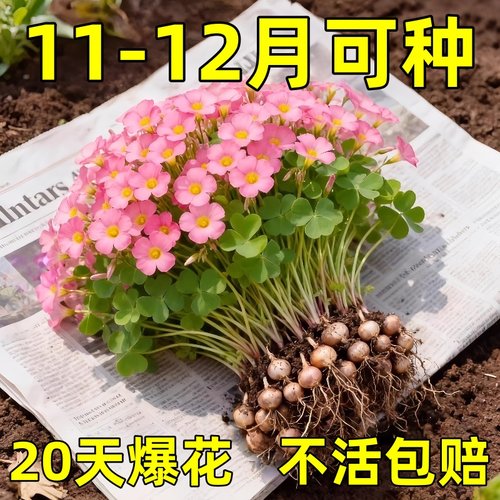 酢浆草种球种籽春植炸浆草紫色关节酢浆草种子四季早花卉盆栽