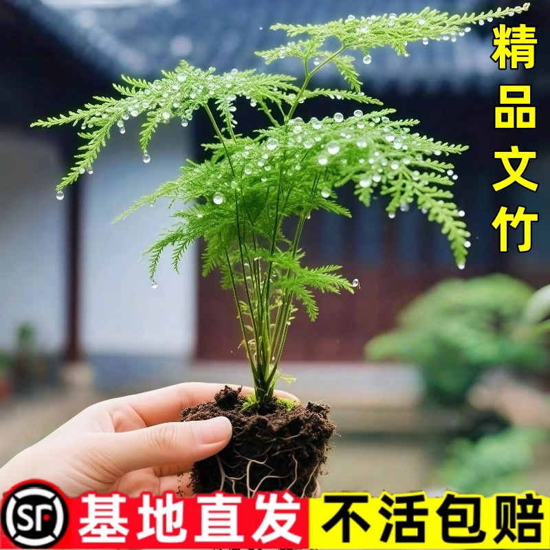 文竹盆栽盆景植物室内阳台客厅绿植土培水培四季常青好养活绿植