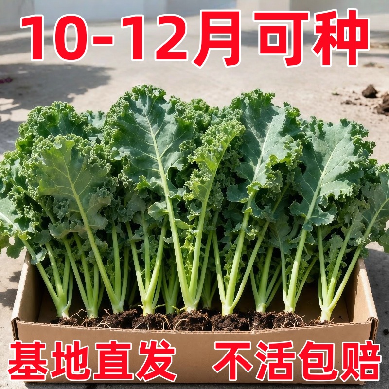 羽衣甘蓝苗羽衣甘蓝盆栽大苗羽衣甘蓝超耐寒蔬菜女王
