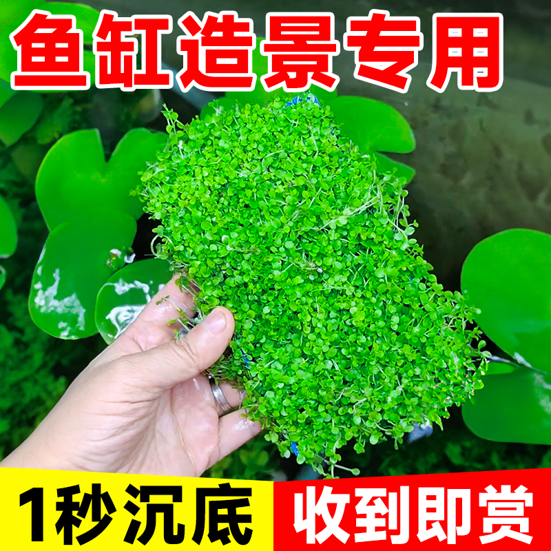 爬地矮珍珠8*15cm盒装水草缸鱼缸草缸造景水培增氧淡水草前景植物