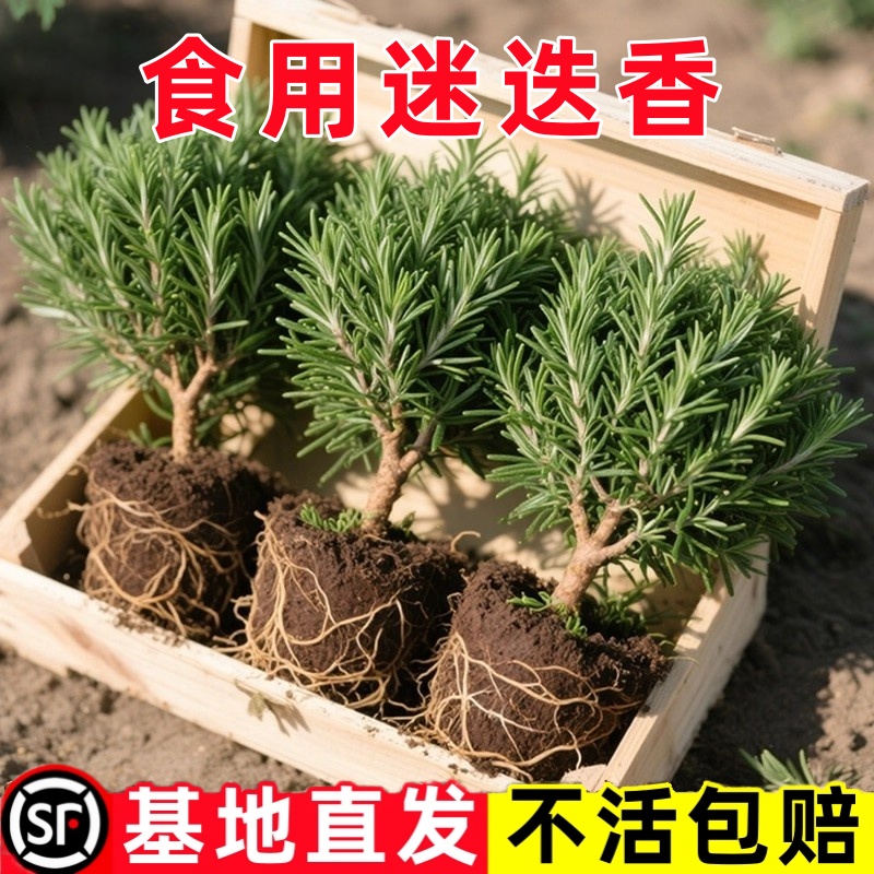 迷迭香盆栽西餐牛排用新鲜薄荷盆栽可食用室内驱蚊植物好养绿植