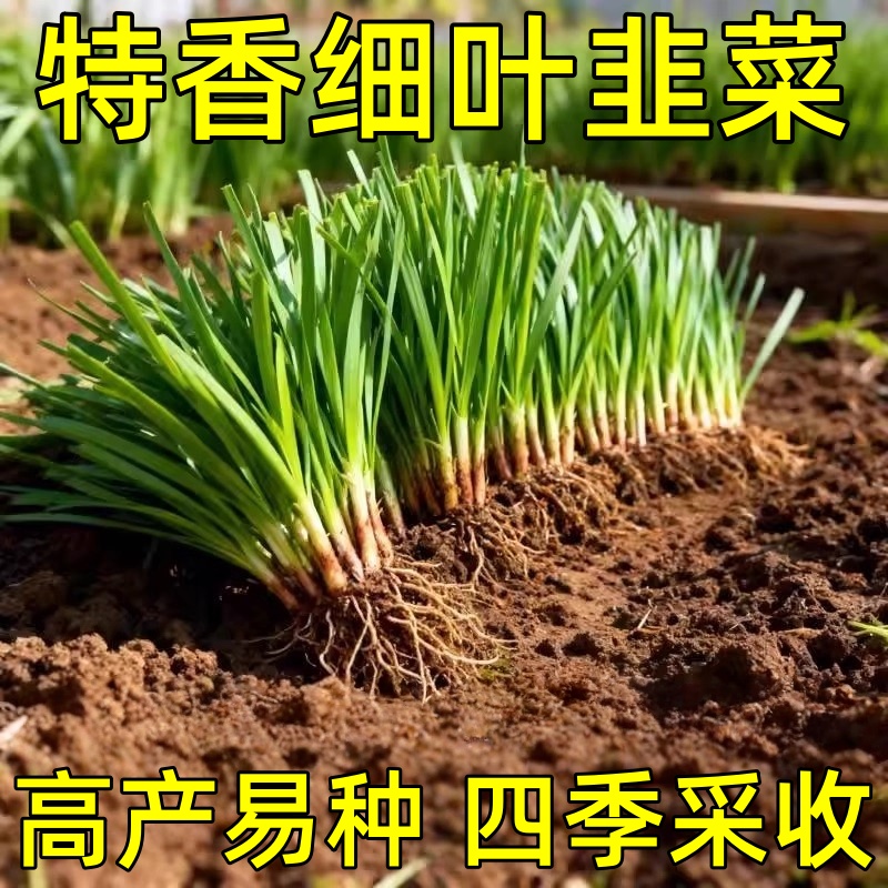 寿光本地土韭菜根苗紫根红根宽叶韭菜根独根红韭菜种籽蔬菜秧苗