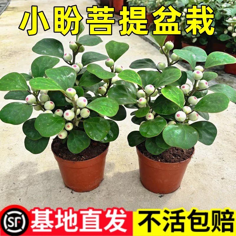 小盼菩提盆栽带果桌面禅意小摆件真植物四季观赏好养易活新鲜绿植,鲜花速递/花卉仿真/绿植园艺,造型盆景,淘宝优惠券,粉丝福利购,淘宝优惠卷