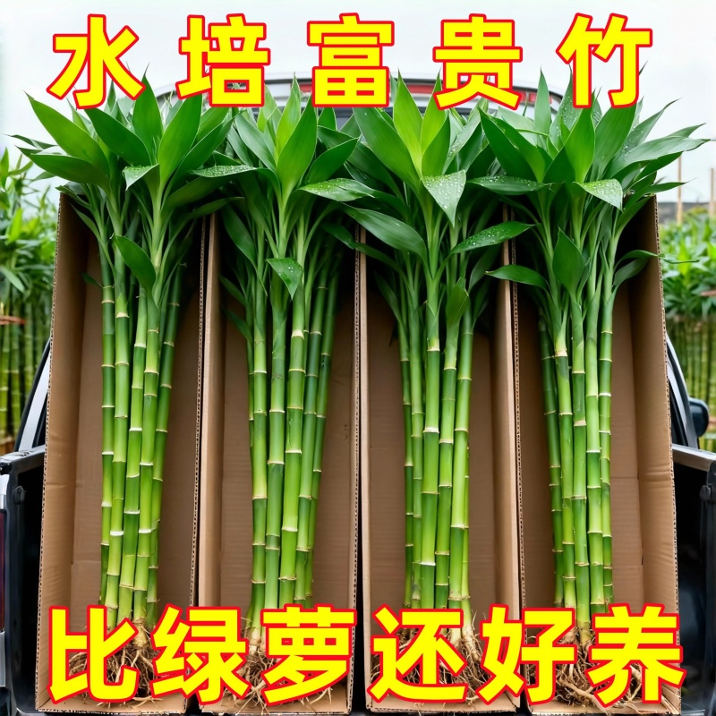 富贵竹水培植物绿植室内盆栽客厅招财粗杆带根水养节节高特级竹子