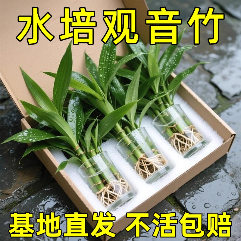 水培植物观音竹富贵竹带根花卉绿植室内盆栽竹子水养好养驱蚊客厅