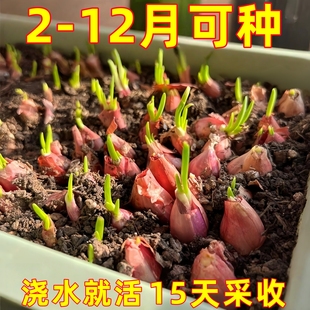 红葱头四川小香葱头当年小葱可吃可种香阳台多次收采农家火葱头种