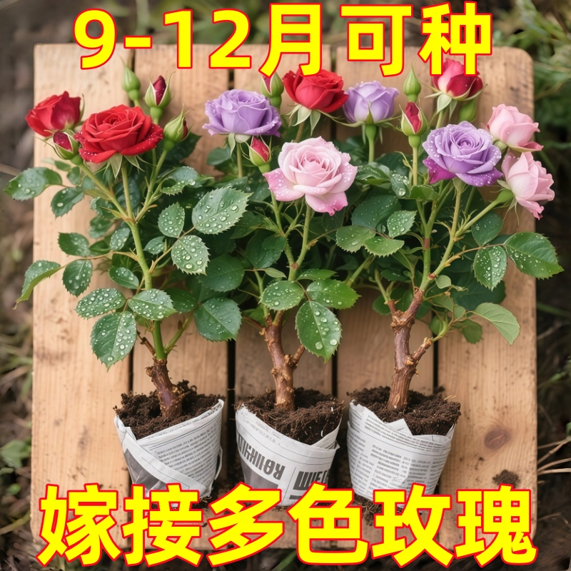 玫瑰花树苗老桩月季花苗灌木大花盆栽室内外浓香老根蔷薇月季