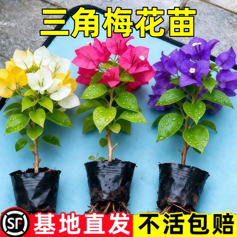 【爆款】三角梅新品三角梅盆栽四季花卉种子爆花耐热好养绿植庭院