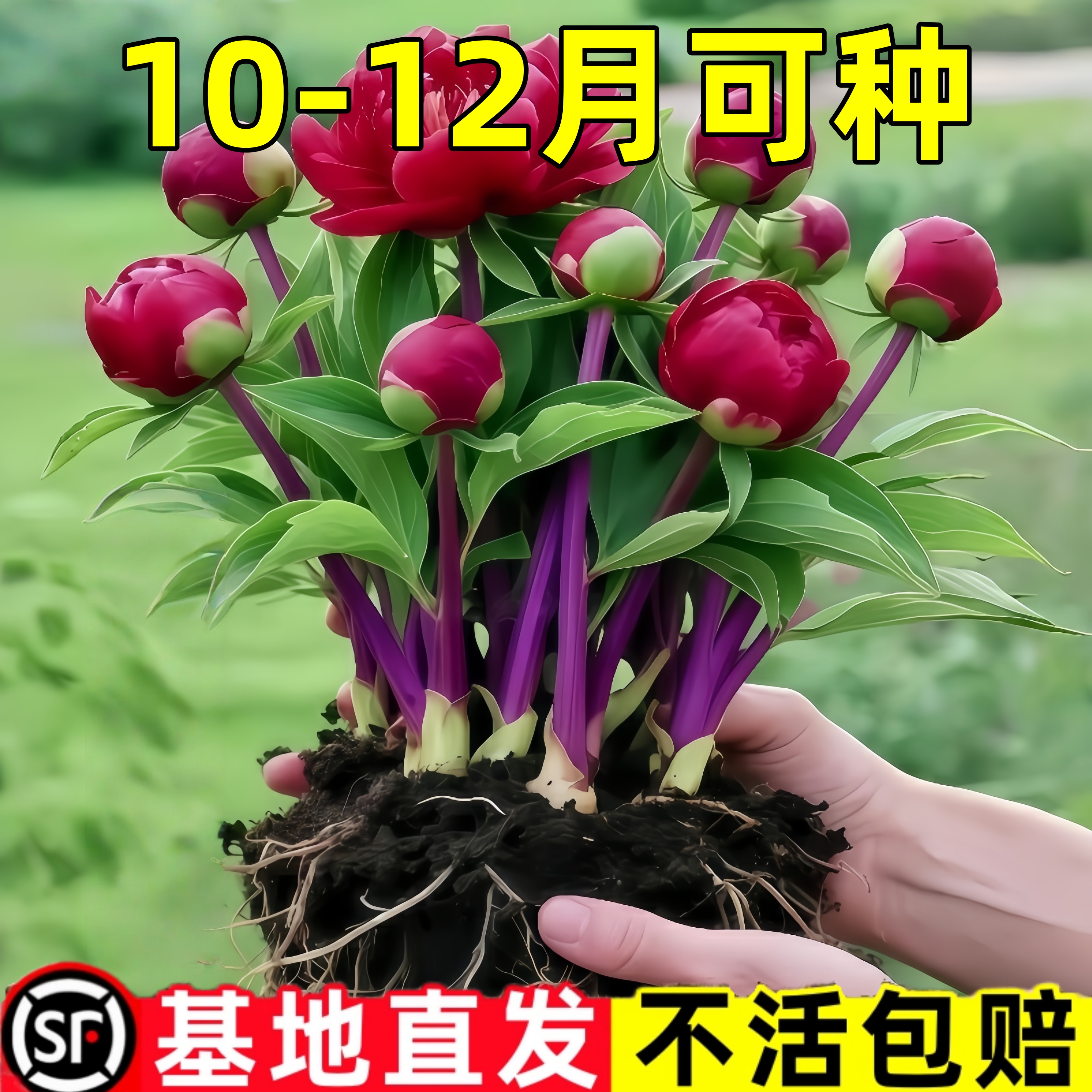 重瓣芍药花苗四季播种开花带芽大根块种球御前表演多年生花卉盆栽