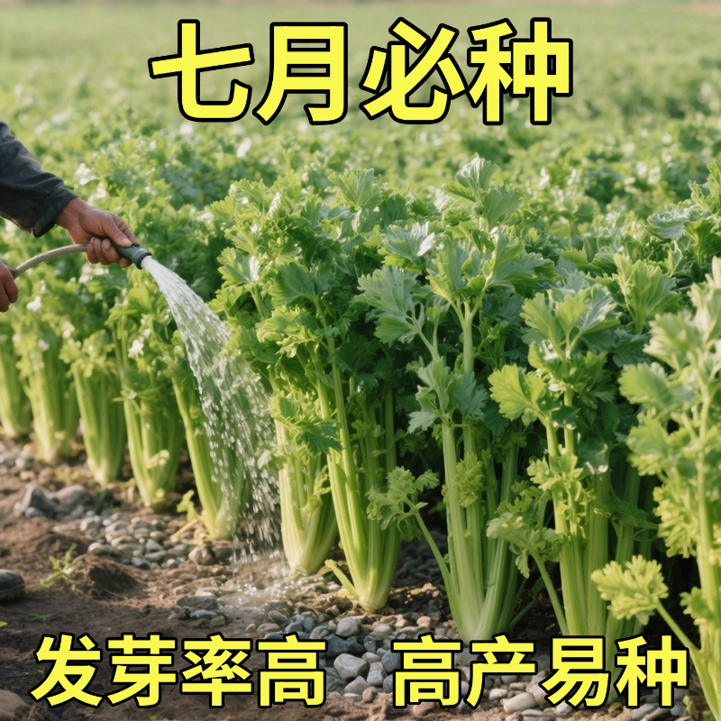 芹菜种子四季小香芹蔬菜种籽盆栽植物庭院阳台种植香味浓秋冬菜苗
