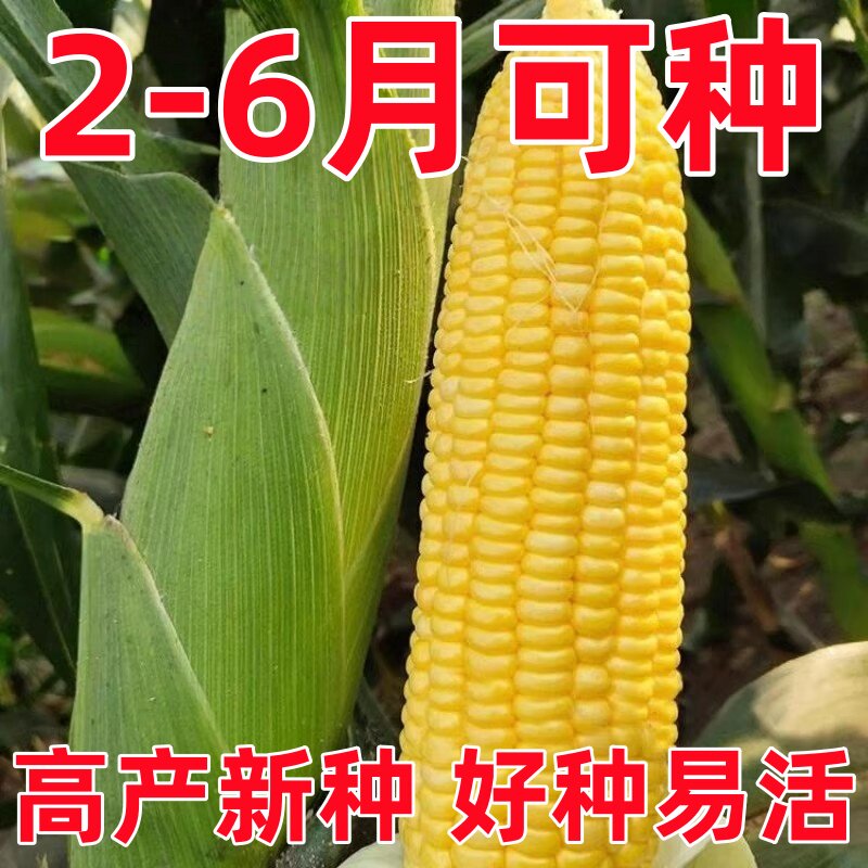 黄甜糯玉米种子超甜超糯可大面积种阳台盆栽四季蔬菜玉米种子春秋