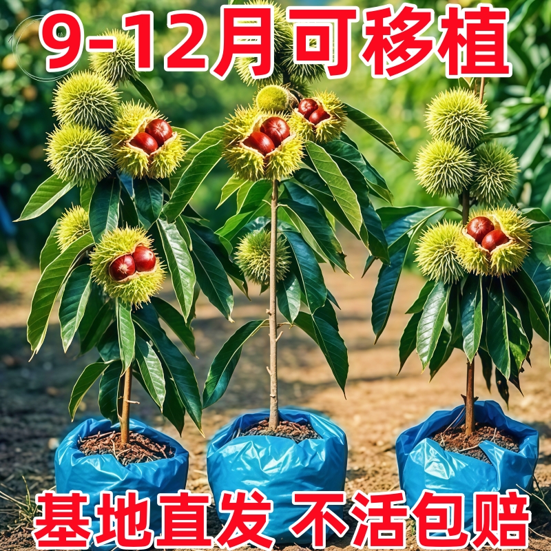 特大板栗苗树地栽南方北方种植大红袍特大板栗树果树果苗当年结果