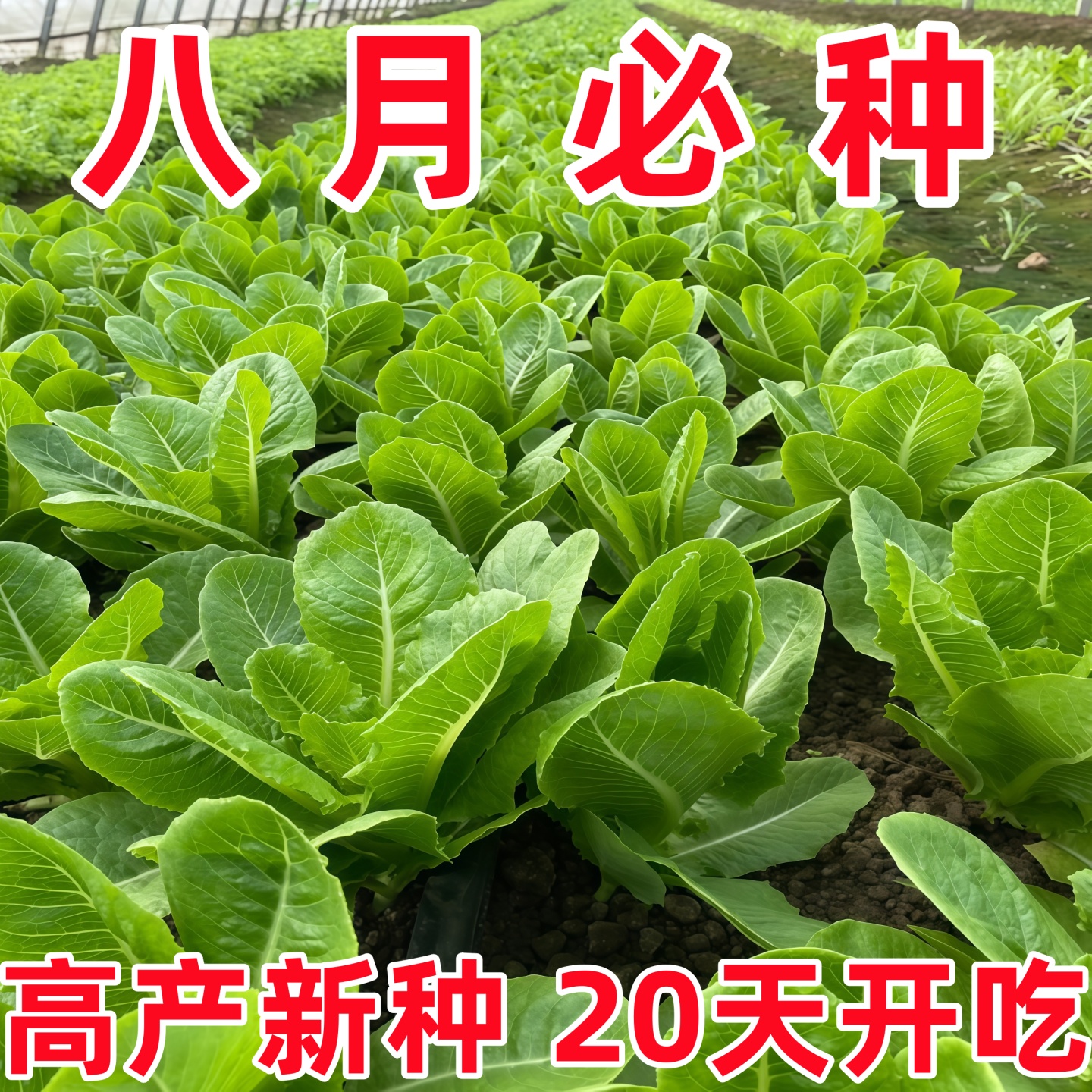 罗马生菜种子结球玻璃奶油