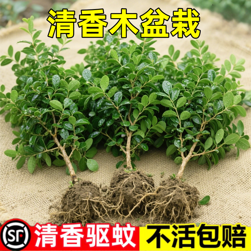胡椒木四季常青清香木绿植驱蚊草盆栽带香味庭院绿篱园林地被植物