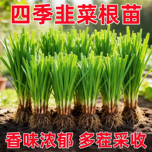 新韭菜根香韭菜老品种小叶韭菜根紫红根细叶笨韭菜苗本地土韭菜根