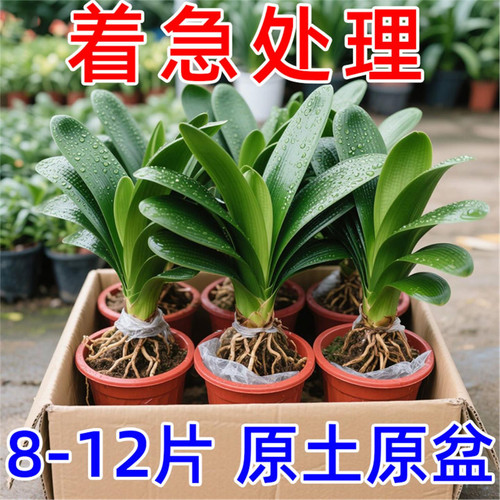 四季君子兰盆栽带花苞小苗花卉植物室内易活绿植水培好养多肉大全