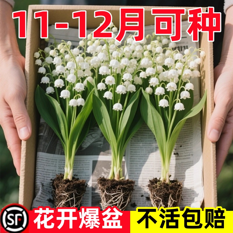 铃兰种根带芽花苗浓香花卉办公室内小型绿植芳香当年多季开花耐寒