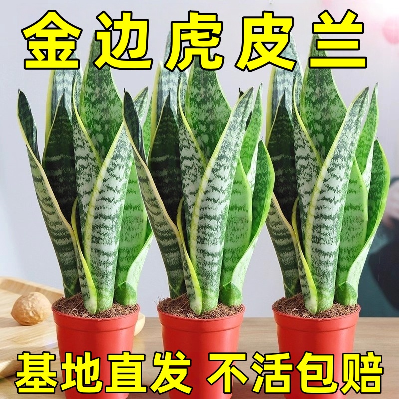 金边虎皮兰盆栽多肉易活水培植物绿植办公室内花卉大全客厅虎尾兰