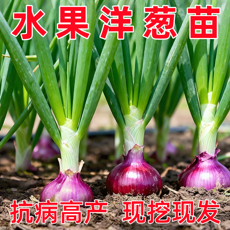 洋葱秧苗带根小苗紫皮山东圆葱种子种植幼苗秋冬季蔬菜种籽菜苗