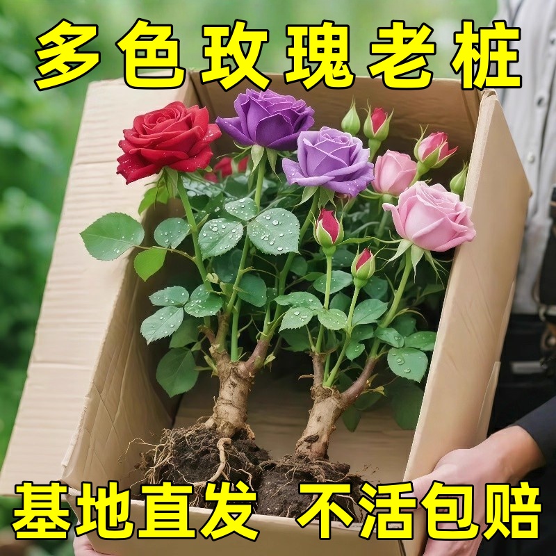 【云南】昆明玫瑰花苗老桩当年开花大花浓香月季老根花卉绿植盆栽