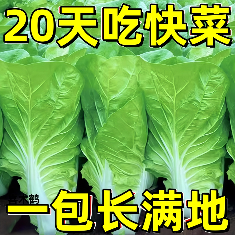 四季快菜奶油小白菜生吃新鲜小白菜爽口农家小白菜耐热种植好养活