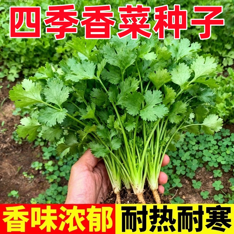 农家小叶香菜种子苗四季秋冬蔬菜种籽孑菜籽菜种老品种小香菜籽种