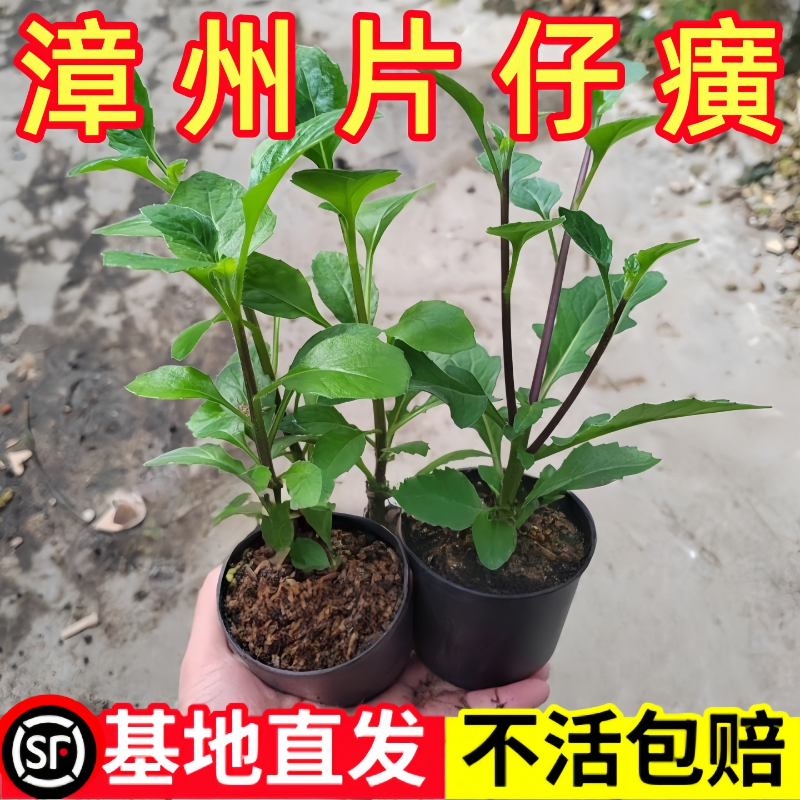 漳州片仔癀白凤菜草本植物盆栽