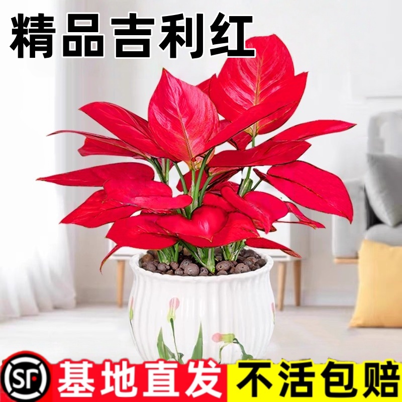 吉利红盆栽如意皇后室内客厅花卉绿植办公室桌面水培植物当年好养