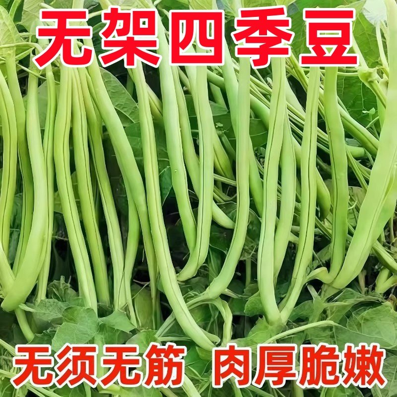 无架四季豆种子四季豆种籽高产不搭架豇豆种春夏秋菜豆矮生新品种,鲜花速递/花卉仿真/绿植园艺,家庭园艺种子,淘宝优惠券,粉丝福利购,淘宝优惠卷