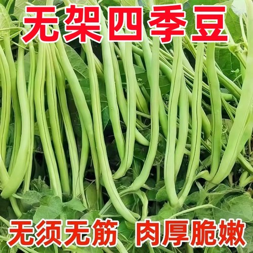 无架四季豆种子四季豆种籽高产不搭架豇豆种春夏秋菜豆矮生新品种