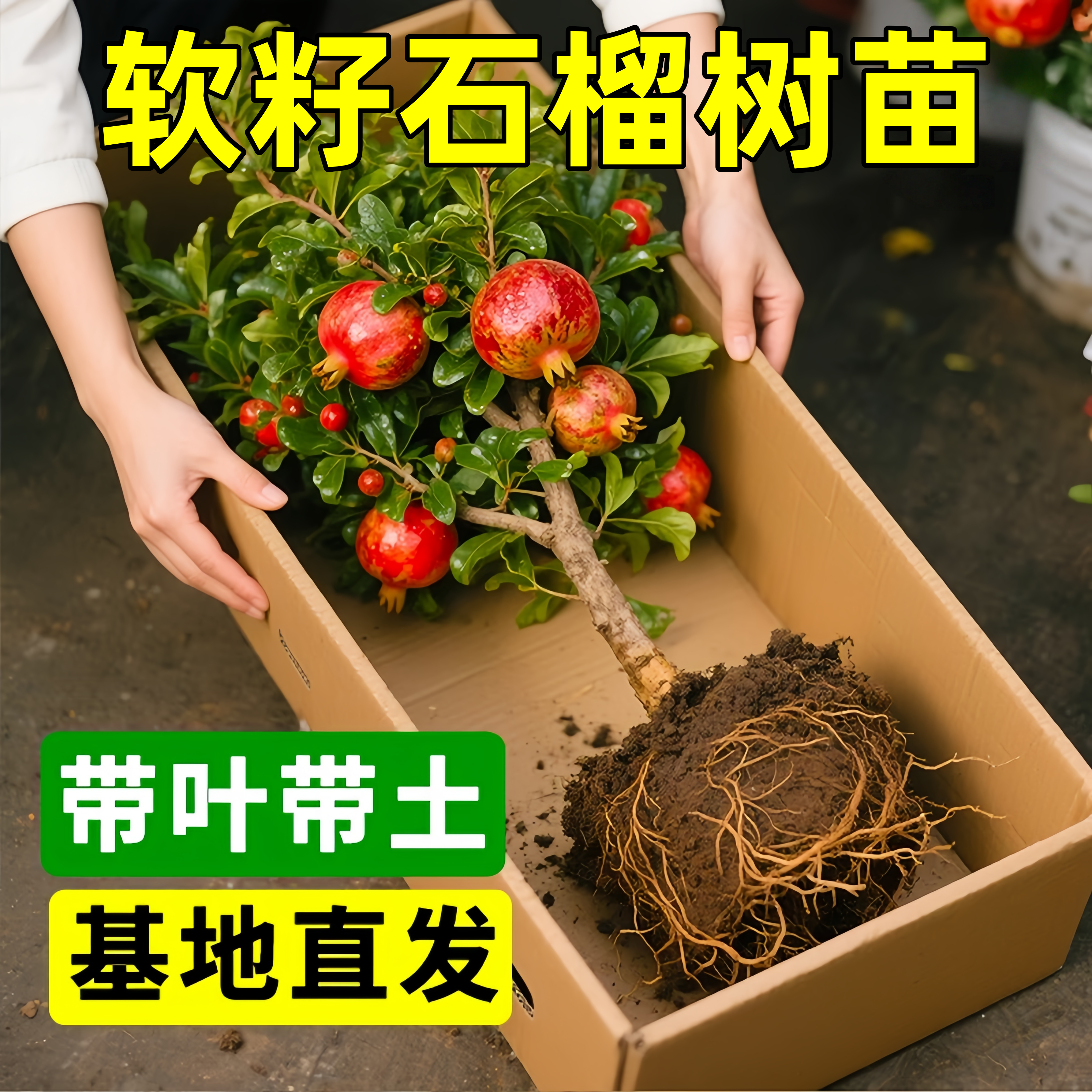 石榴树树苗突尼斯软籽无籽蒙自甜石榴树苗带土特大庭院盆栽果树苗