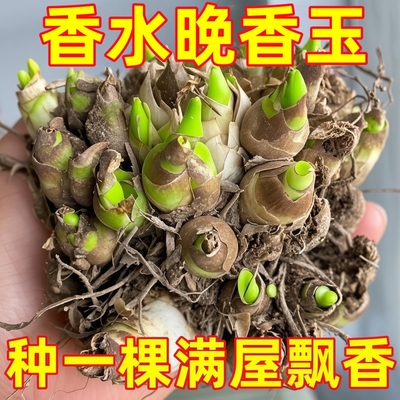 晚香玉种球夜来香重瓣单瓣苗球根