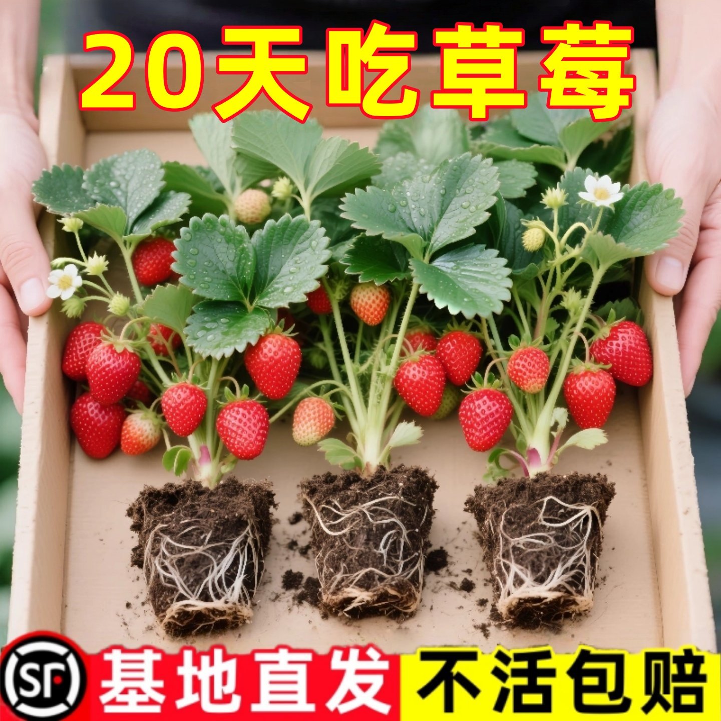 四季草莓苗奶油红颜草莓秧大棚种植草莓盆栽当年结果新苗带土果苗,鲜花速递/花卉仿真/绿植园艺,种苗/半成品盆栽,淘宝优惠券,粉丝福利购,淘宝优惠卷