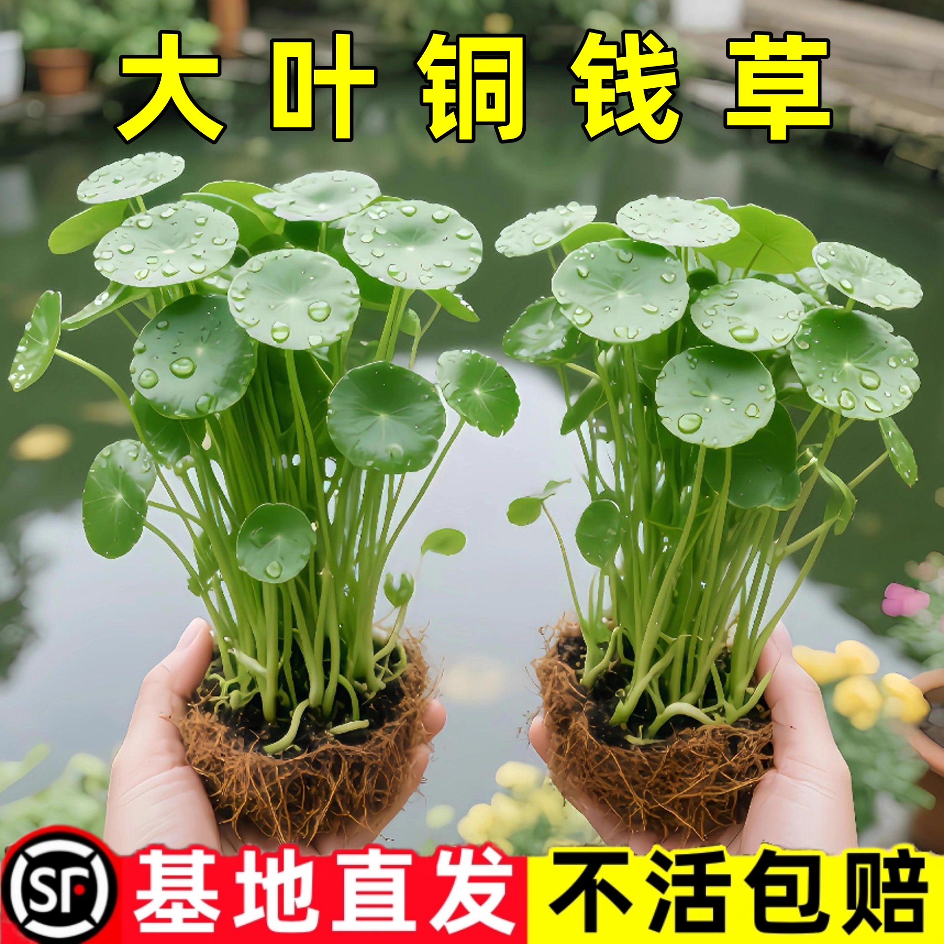 大叶铜钱草水培植物室内好养鱼缸水草专用水培金钱草花卉绿植盆栽