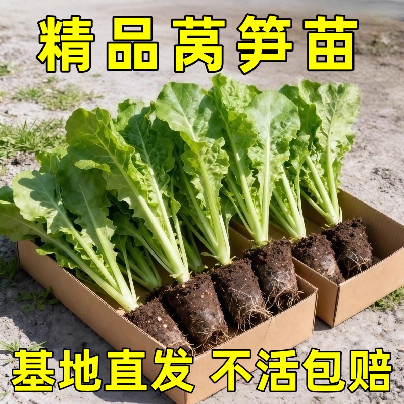 正宗莴笋苗秧苗红莴苣苗青笋带土种苗四季室内外阳台庭院盆栽蔬菜