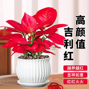 水培植物吉利红盆栽中国红如意皇后花卉绿植室内盆栽室内乔木盆景