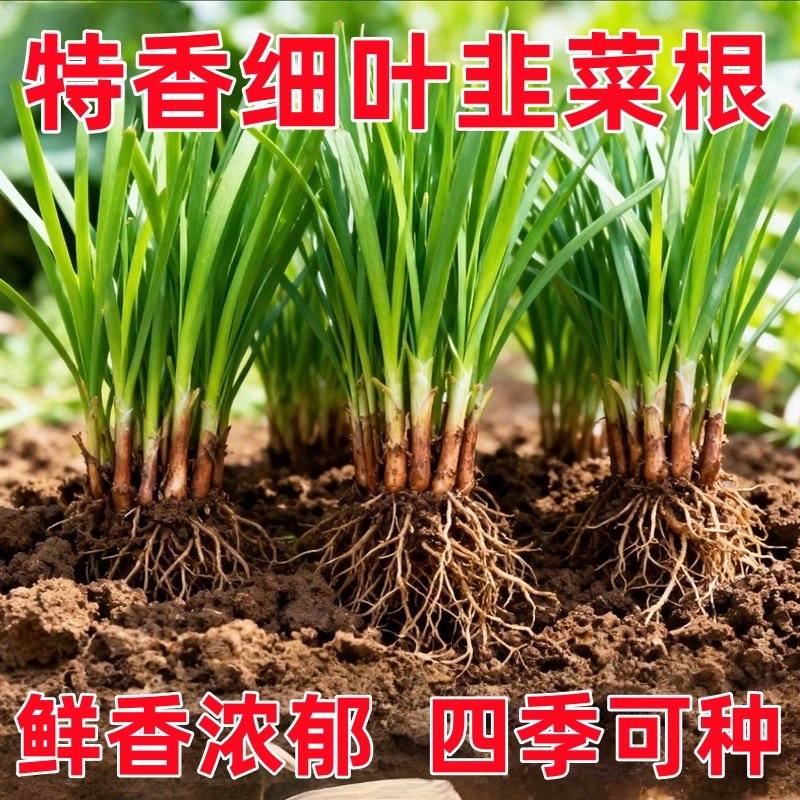 韭菜根苗老品种小叶香韭菜根紫根种子菜苗农村本地细叶小叶带根苗