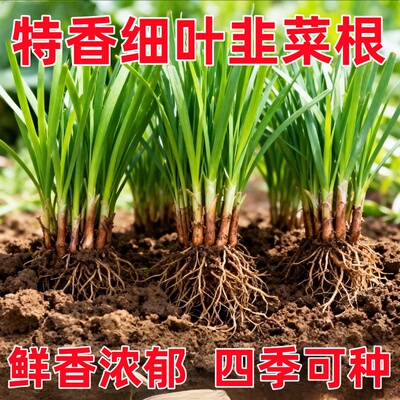 韭菜根苗老品种小叶香韭菜根紫根种子菜苗农村本地细叶小叶带根苗
