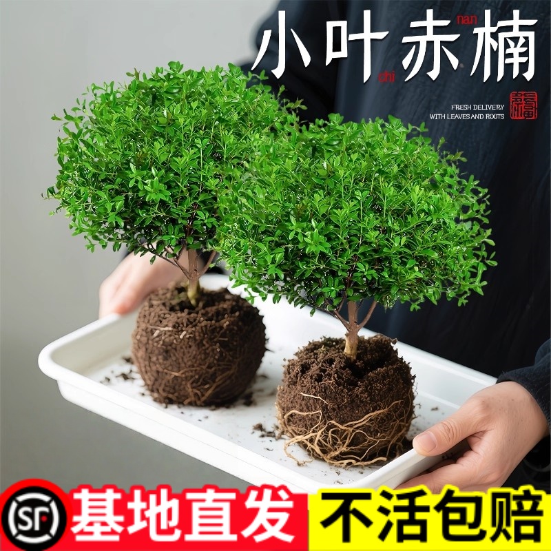 小叶赤楠盆景老桩植物禅意微景观好养金丝楠木室内桌面绿植小盆栽