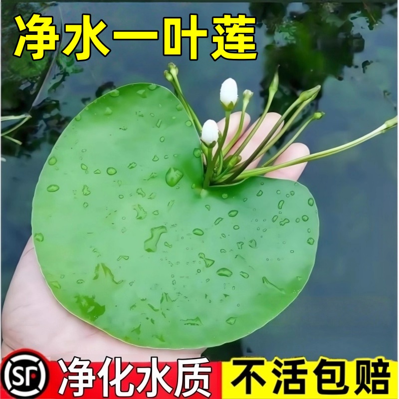一叶莲无土水生水培植物水生水养鱼盆池碗莲盆栽莲花水养池塘水生