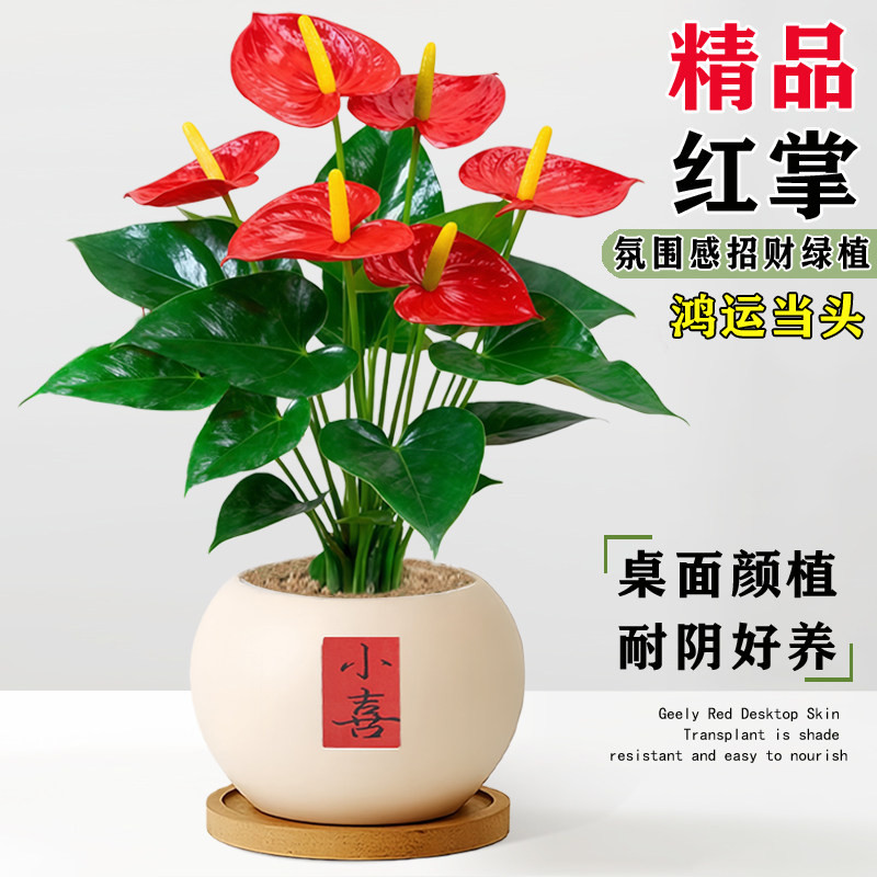红掌盆栽带花四季花卉绿植工位桌面鸿运当头招财盆景懒人好养摆件,鲜花速递/花卉仿真/绿植园艺,红掌/凤梨/温室花卉,淘宝优惠券,粉丝福利购,淘宝优惠卷
