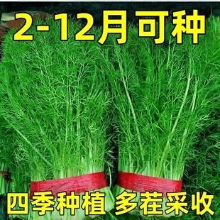 茴香种子多次采收割茬小叶茴香种籽四季播种谷香佐料种子蔬菜种子