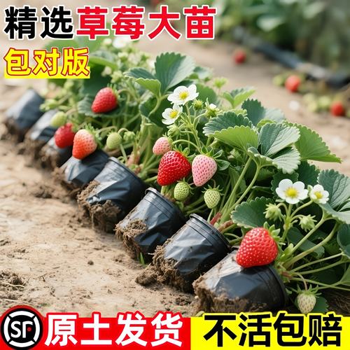 奶油草莓盆栽食用四季丹东红颜