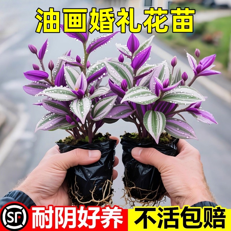油画婚礼吊兰盆栽超好养观叶植物紫叶吊兰办公室绿植室内花卉耐寒