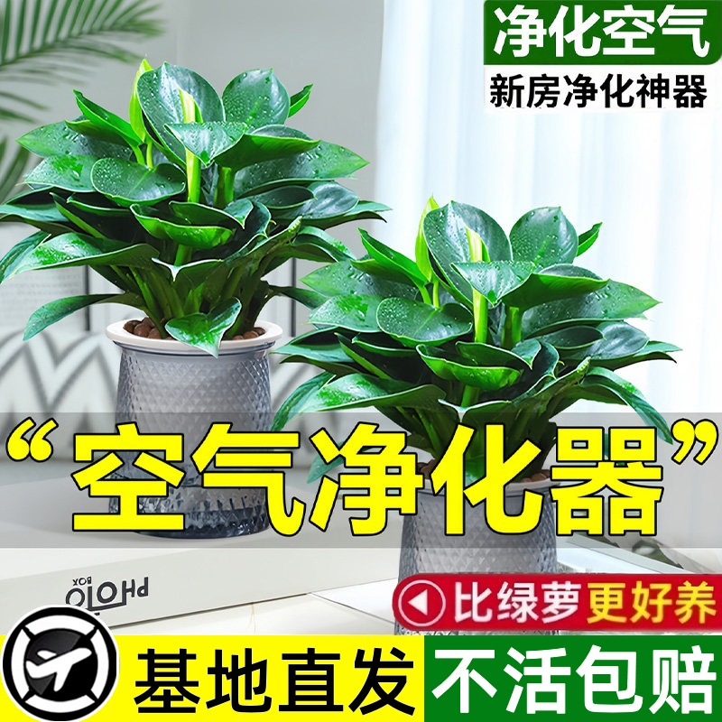 金钻盆栽绿萝箩植物室内花卉