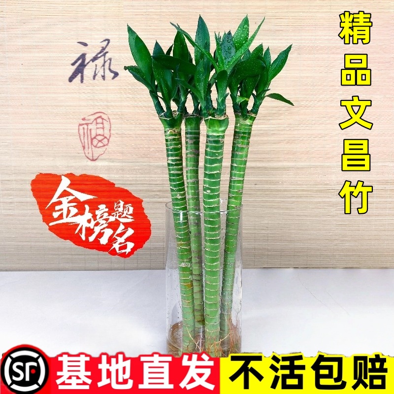 多头文昌竹4支带根龙竹水养富贵竹转运竹节节高水培植物室内客厅