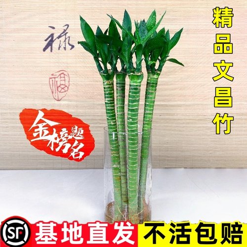 多头文昌竹4支带根龙竹水养富贵竹转运竹节节高水培植物室内客厅