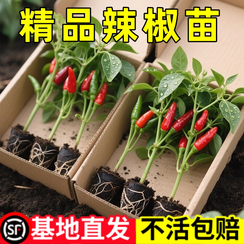 朝天椒辣椒苗秧苗超辣小米辣苗子南方种蔬菜苗孑高产簇生阳台盆栽