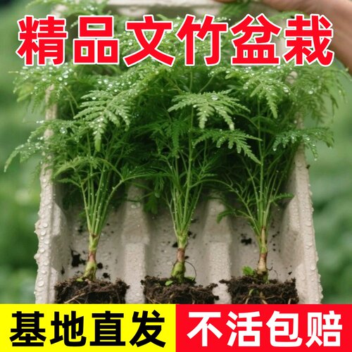 文竹水培植物室内办公室盆栽懒人水培好养绿植盆栽盆景假山造景