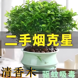 精品正宗清香木胡椒木盆栽驱蚊驱虫四季 常青室内好养植物净化空气